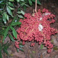 Ampelocissus indica (L.) Planch.